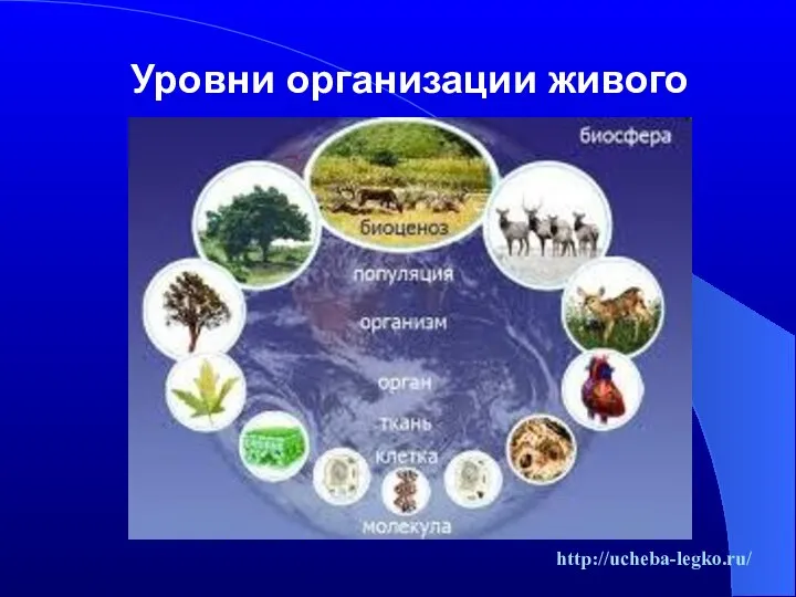 Уровни организации живого http://ucheba-legko.ru/