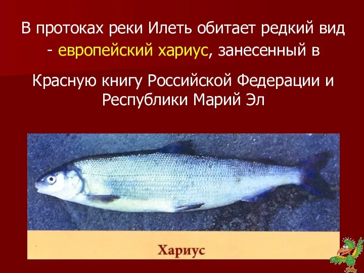 В протоках реки Илеть обитает редкий вид - европейский хариус, занесенный в