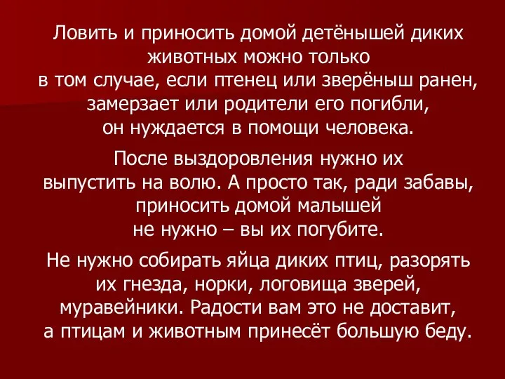 Ловить и приносить домой детёнышей диких животных можно только в том случае,