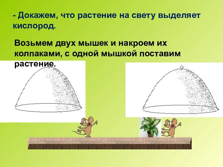 Возьмем двух мышек и накроем их колпаками, с одной мышкой поставим растение.
