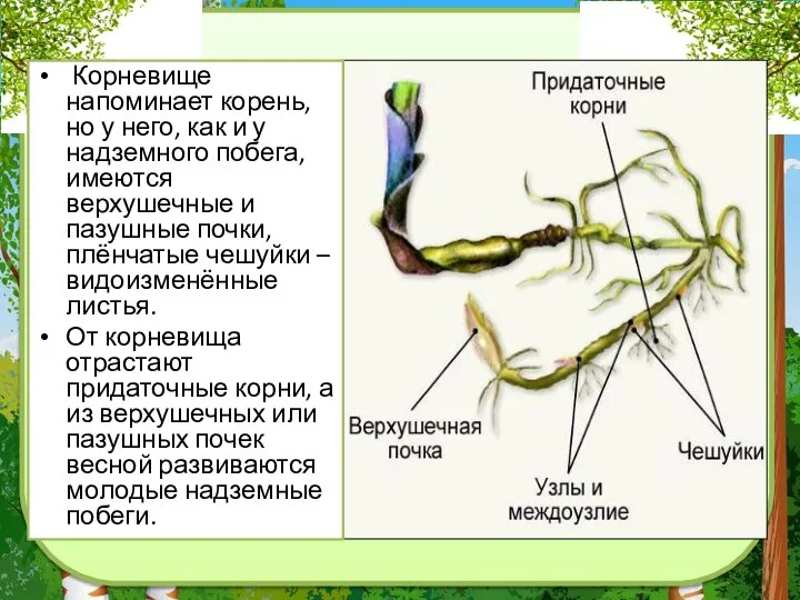 Корневище напоминает корень, но у него, как и у надземного побега, имеются