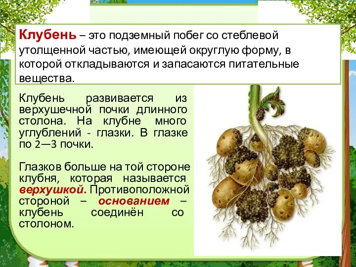 Клубень – это подземный побег со стеблевой утолщенной частью, имеющей округлую форму,