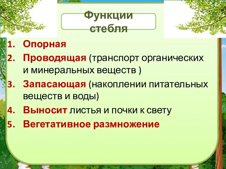 Функции стебля Опорная Проводящая (транспорт органических и минеральных веществ ) Запасающая (накоплении