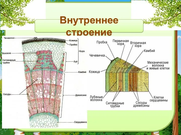 Внутреннее строение