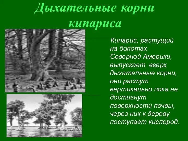 Дыхательные корни кипариса Кипарис, растущий на болотах Северной Америки, выпускает вверх дыхательные