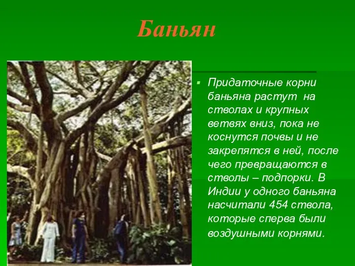 Баньян Придаточные корни баньяна растут на стволах и крупных ветвях вниз, пока