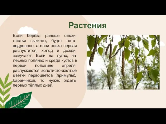 Если берёза раньше ольхи листья выкинет, будет лето ведренное, а если ольха