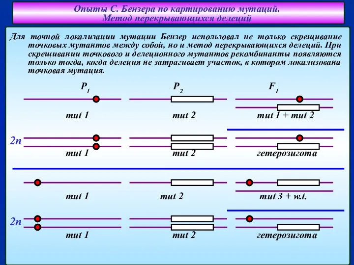 Для точной локализации мутации Бензер использовал не только скрещивание точковых мутантов между