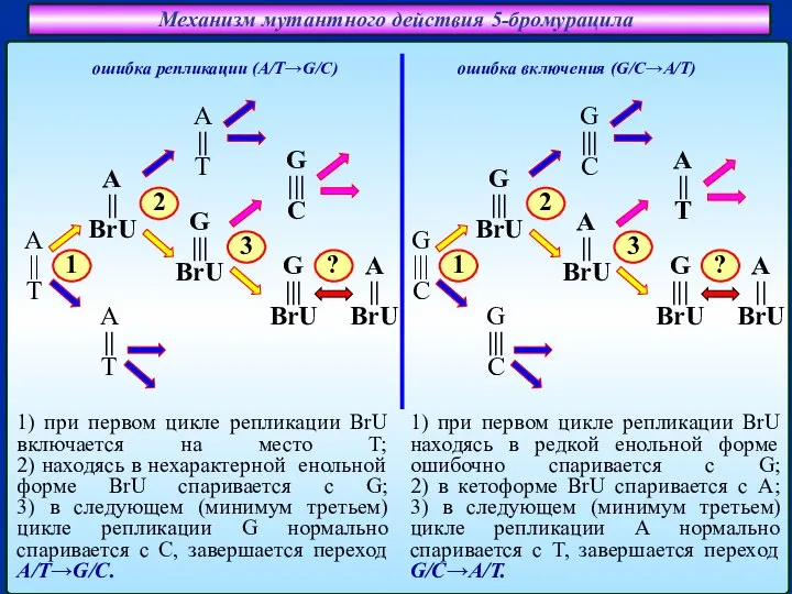 Механизм мутантного действия 5-бромурацила ошибка включения (G/C→A/T) ошибка репликации (A/T→G/C) A ||