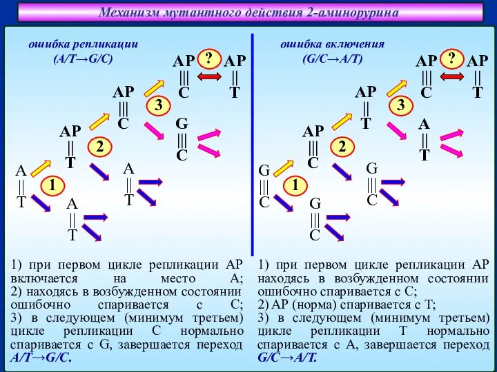 Механизм мутантного действия 2-аминорурина ошибка включения (G/C→A/T) ошибка репликации (A/T→G/C) A ||