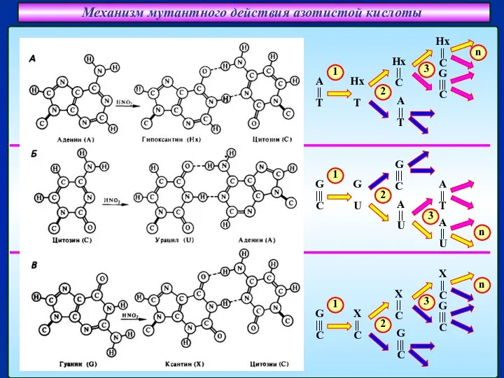 Механизм мутантного действия азотистой кислоты Спаривание гипоксантина (Hx) с цитозином (C) Спаривание