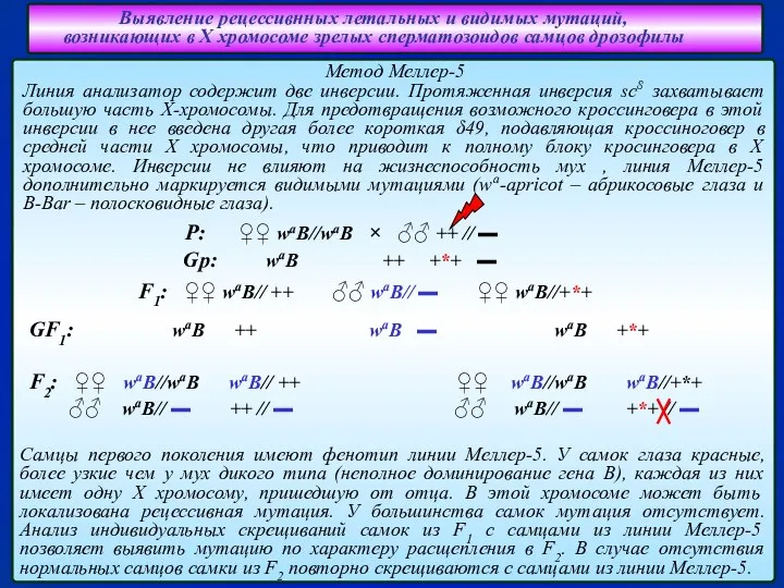 Выявление рецессивнных летальных и видимых мутаций, возникающих в Х хромосоме зрелых сперматозоидов