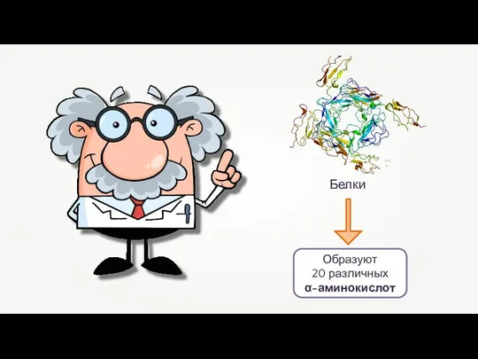 Emw Белки Образуют 20 различных α-аминокислот