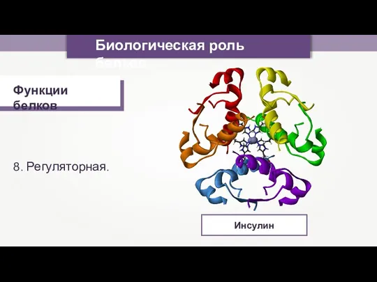 Биологическая роль белков Функции белков 8. Регуляторная. Инсулин