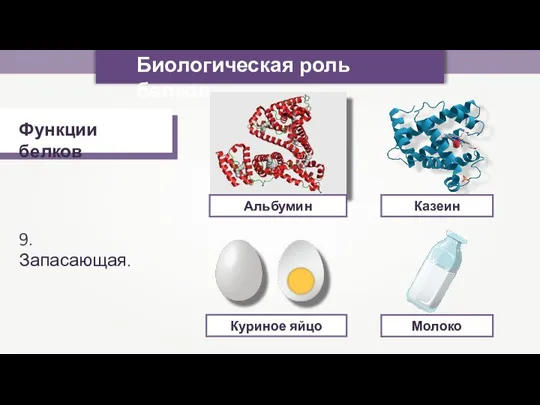 Биологическая роль белков Функции белков 9. Запасающая. Альбумин Казеин Куриное яйцо Молоко