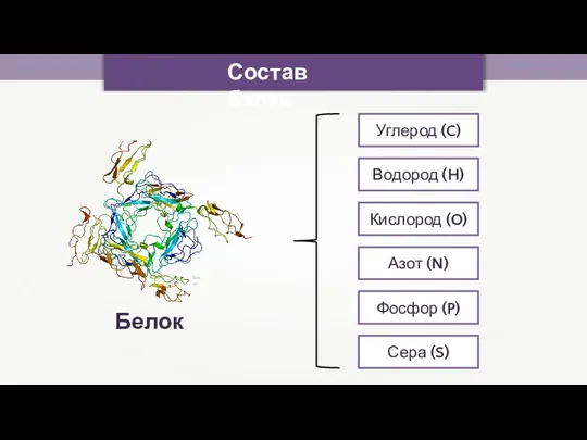 Состав белка Emw Белок Углерод (C) Водород (H) Кислород (O) Азот (N) Фосфор (P) Сера (S)