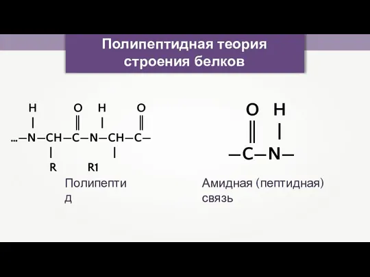 Полипептидная теория строения белков O H ║ | —C—N— Амидная (пептидная) связь