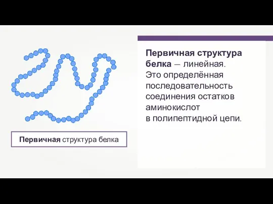 Первичная структура белка Первичная структура белка — линейная. Это определённая последовательность соединения