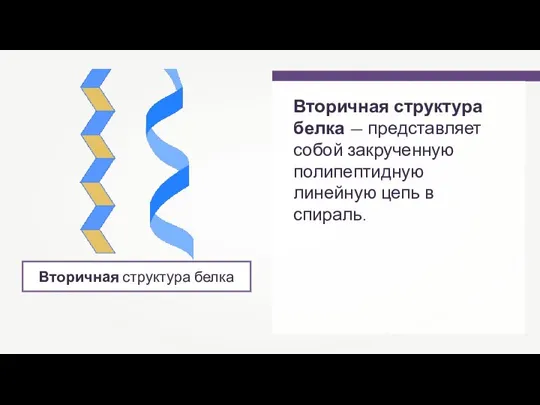 Вторичная структура белка Вторичная структура белка — представляет собой закрученную полипептидную линейную цепь в спираль.