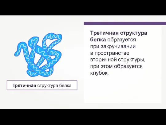 Третичная структура белка Третичная структура белка образуется при закручивании в пространстве вторичной