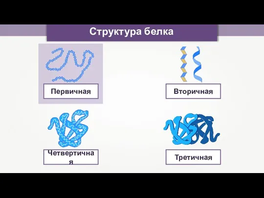 Структура белка Четвертичная Первичная Вторичная Третичная