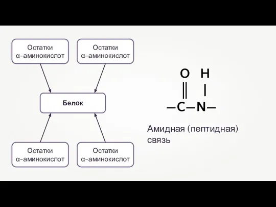 Белок Остатки α-аминокислот Остатки α-аминокислот Остатки α-аминокислот Остатки α-аминокислот O H ║
