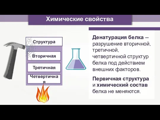 Химические свойства Денатурация белка — разрушение вторичной, третичной, четвертичной структур белка под