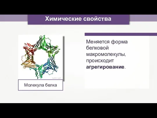 Химические свойства Меняется форма белковой макромолекулы, происходит агрегирование. Opabinia regalis Молекула белка