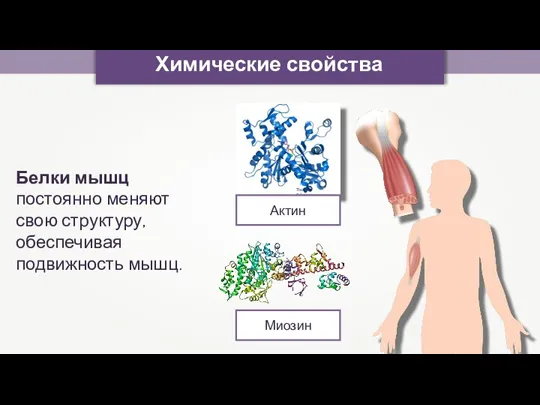 Thomas Splettstoesser Актин Миозин Химические свойства Белки мышц постоянно меняют свою структуру, обеспечивая подвижность мышц.