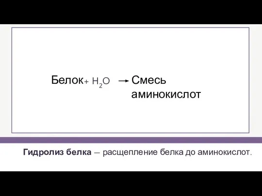 Гидролиз белка — расщепление белка до аминокислот. + H2O Белок Смесь аминокислот