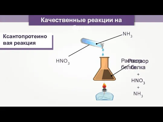 Качественные реакции на белки Ксантопротеиновая реакция Раствор белка HNO3 Раствор белка +