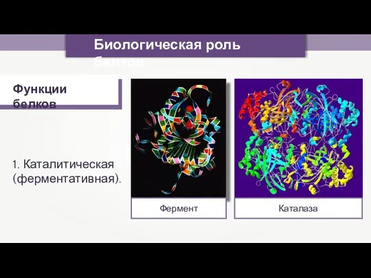 Биологическая роль белков Функции белков 1. Каталитическая (ферментативная). Фермент Каталаза