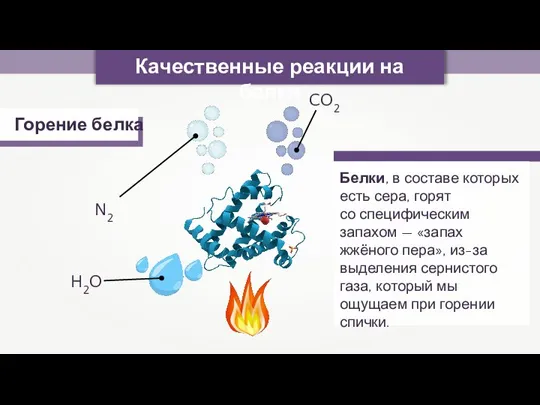 Качественные реакции на белки Горение белка N2 CO2 H2O Белки, в составе