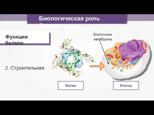 Биологическая роль белков Функции белков 2. Строительная. Emw Белки Клетка Клеточная мембрана