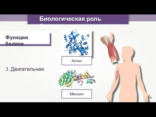 Биологическая роль белков Функции белков 3. Двигательная. Thomas Splettstoesser Актин Миозин