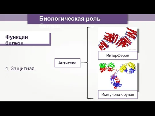 Биологическая роль белков Функции белков 4. Защитная. Nevit Dilmen Интерферон Иммуноголобулин Антитела