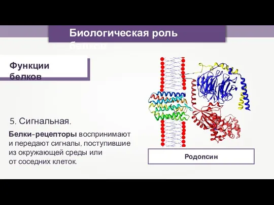 Биологическая роль белков Функции белков 5. Сигнальная. Родопсин Белки-рецепторы воспринимают и передают