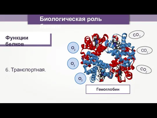 Биологическая роль белков Функции белков 6. Транспортная. Гемоглобин О2 О2 О2 СО2 СО2 СО2
