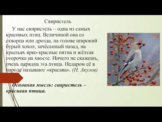 Свиристель У нас свиристель – одна из самых красивых птиц. Величиной она