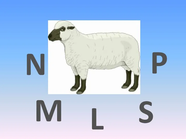 S M N L P