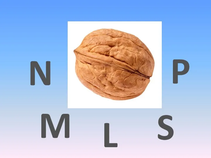 M S N L P