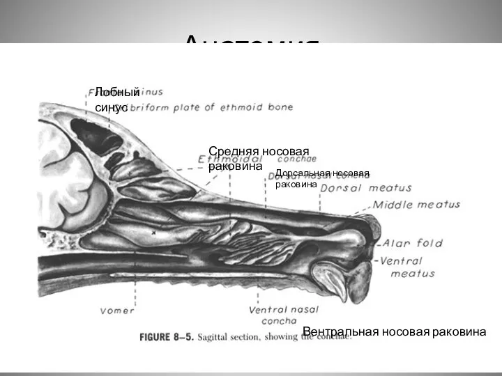 Анатомия Лобный синус Дорсальная носовая раковина Вентральная носовая раковина Средняя носовая раковина