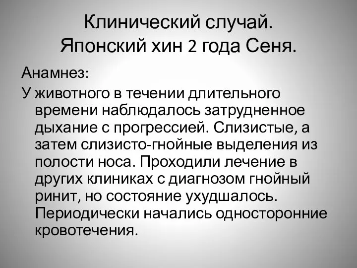 Клинический случай. Японский хин 2 года Сеня. Анамнез: У животного в течении