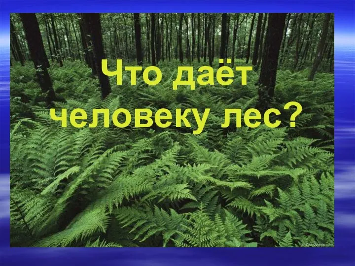 Что даёт человеку лес?