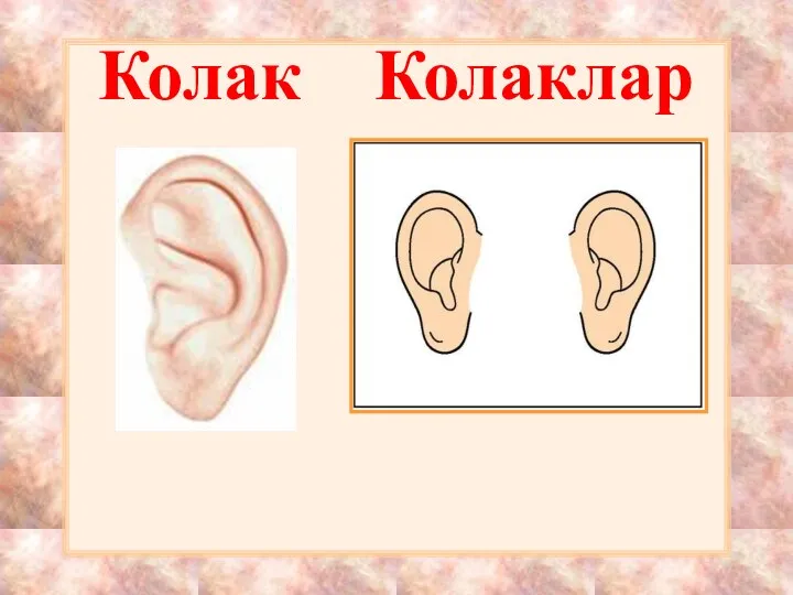 Колак Колаклар