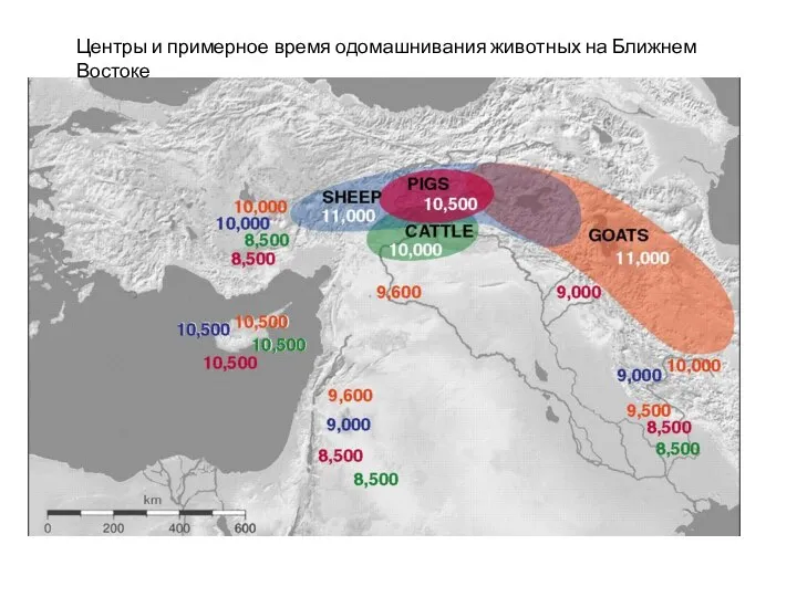 Центры и примерное время одомашнивания животных на Ближнем Востоке