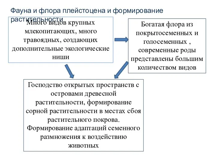 Фауна и флора плейстоцена и формирование растительности Много видов крупных млекопитающих, много