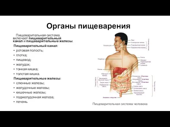 Органы пищеварения Пищеварительная система включает пищеварительный канал и пищеварительные железы. Пищеварительный канал: