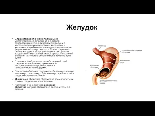 Желудок Слизистая оболочка желудка имеет многочисленные складки. Она покрыта однослойным цилиндрическим эпителием