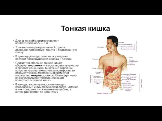 Тонкая кишка Длина тонкой кишки составляет приблизительно 5 — 6 м. Тонкая